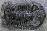 Coltraneia Trilobite Fossil - Huge Faceted Eyes #230433-1